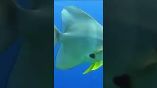 Relaxing Music Piano Rhythm / Underwater Wonders