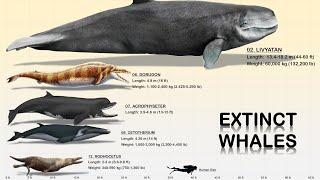 The 13 Giant Prehistoric Whales