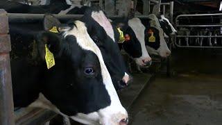 USDA to Test Ground Beef in States with Outbreaks of Bird Flu in Dairy Cows