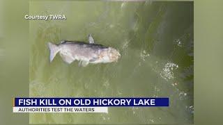 Possible fish kill on Old Hickory Lake; TWRA investigates