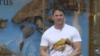 Steve Backshall - The Megalosaurus