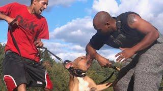 Pitbull bites trainer badly during demo (training accident)