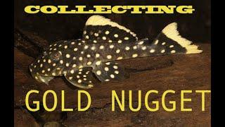 GOLD NUGGET PLECO , Baryancistrus xanthellus : Collecting and keeping plecos from Rio Xingu