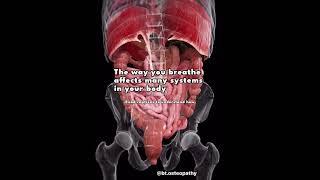 Watch interesting interplay between your diaphragm #breathing muscle and #abdominal organs #posture