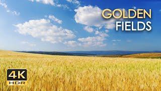 4K HDR Golden Fields - Skylark Birdsong & Cricket Sounds - Grainfields Dancing In The Wind - Relax