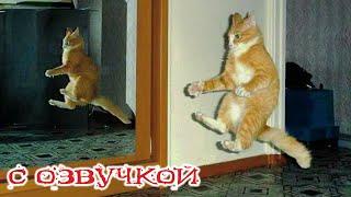 Приколы с котами! С ОЗВУЧКОЙ! Смешные коты - Самые смешные животные 2024!