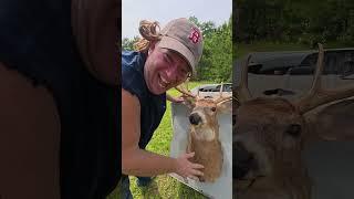 HVAC Deer Decoy