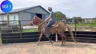 First month of training on a Gaited horse. The start is everything!