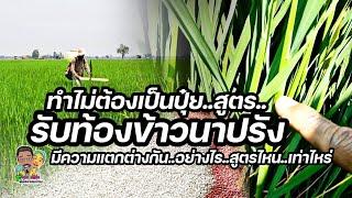 ใส่ปุ๋ยรับทองข้าวรอบสุดท้ายใส่สูตรไหนใส่เท่าไหร่และต้องเสริมด้วยอะไรสังเกตุต้นข้าวอย่างไร