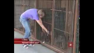 Человек собаке друг. О приюте "Друг" из  г.Омска