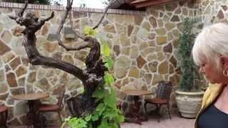 The Patio's Ancient Vine