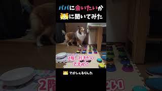 パパに会いたいかシェルティに聞いてみた【会話ボタンでしゃべる犬】 #shorts  #dog