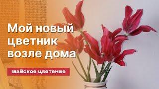 Новый цветник своими руками под окнами