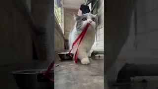 走最拽的路，吃最软的饭 #自带碗的霸气外八小猫 #萌宠成精了