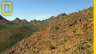 Best of Saguaro National Park | America's National Parks