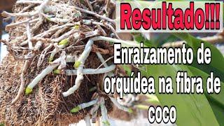 FIBRA DE COCO É BOM PRA PLANTAR ORQUÍDEAS?Veja o resultado dessas cattleya 3 meses após o replante