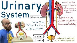 Urinary System | Structure, Function, Plastinated Kidney and Bladder, 3D Model