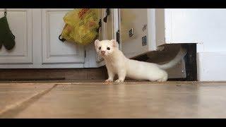 Two Weasels in the house. Ermine Weasel - Weasel visit this morning - Seriously! What should I do?