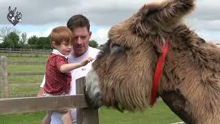 Visit The Donkey Sanctuary Sidmouth