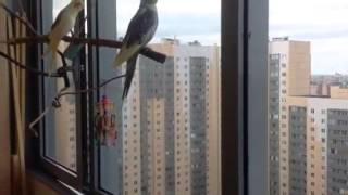 Кореллы на свободе вне клетки. Попугаи корелла Рича и Кеша на балконе (две самки).