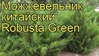 Можжевельник китайский Робуста Грин. Краткий обзор, описание juniperus chinensis Robusta Green