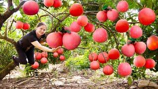 Lý Thị Hồng| Harvesting Red Grapfruit For Sell In The Countryside Market | Grow Vegetables in Garden