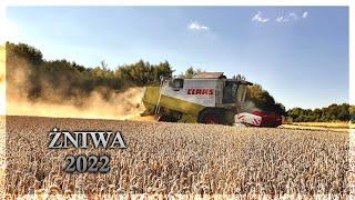 Żniwa pszenicy 2022 | Claas Lexion 430 | 3x Steyr | Zasław | Pronar T679M  | Barbieri