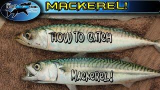 How to catch Mackerel | TAFishing