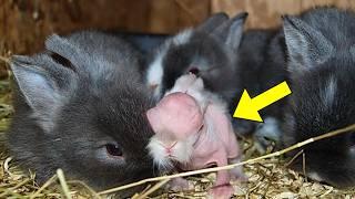 Girl Thought She Rescued Cute Bunnies — The Vet Turns Pale When He Sees What They Really Are