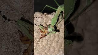mantis meal - today it's a cockroach | Tropical Forest Bees