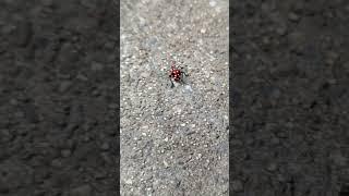 Weird red bug