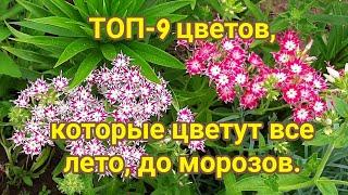 ТОП 9 цветов, которые цветут все лето до морозов