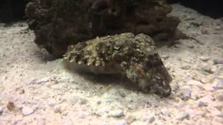 Cuttlefish just chillin'