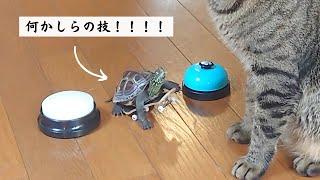 亀とは思えないスゴ技を連発！【A series of amazing techniques that you wouldn't expect from a turtle】