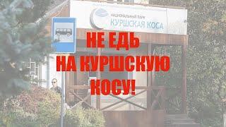 Власти Зеленоградска просят калининградцев не ездить на Куршскую косу в выходные