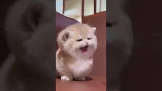 This Cat Is A Menace 