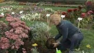 Beautiful Fall Perennials: Caryopteris, Yarrow, and Sedge