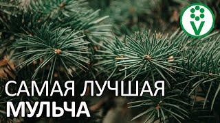 ПОДНИМИТЕ ПЛОДОРОДИЕ ПОЧВЫ. Мульчирование хвойным опадом