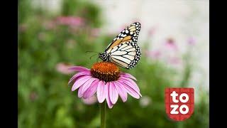 Monarch Butterfly Conservation | Topeka Zoo