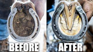 Satisfying Horse Hoof Restoration - Start to Finish | FARRIER ASMR