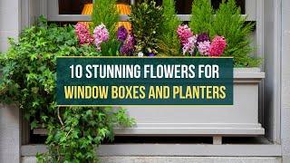 Small Space, Big Impact  10 Beautiful Flowers for Window Boxes and Planters 