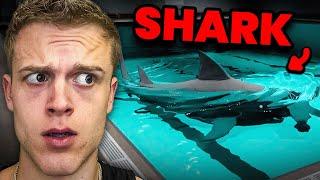 There's A Shark In My Pool?!?