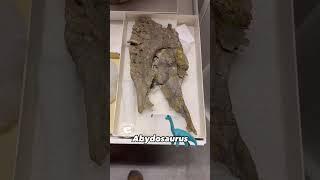 Abydosaurus Skull: Most Complete Early Cretaceous Sauropod Skull Yet Discovered