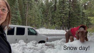 Navigating snow living in a van | a woodland surprise #vanlife #snow #festiveseason #celebration