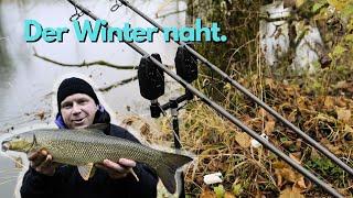 Karpfenangeln am Fluss - November ist eiskalt!