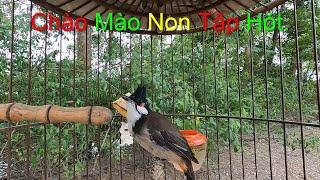Chia Sẻ Cách Nuôi Chim Chào Mào Non Hạn Chế Được Tạp Giọng //Chào Mào Non Tập Hót.