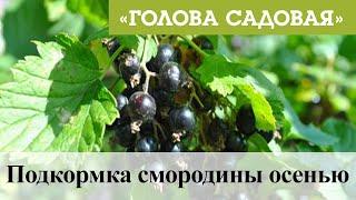 Голова садовая - Подкормка смородины осенью