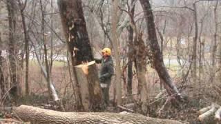 Tree Removal Ohio I Russell Tree Experts