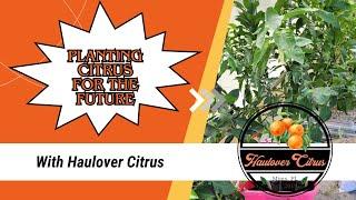 How to Plant Citrus Trees with Mycorrhizal fungi used both Myco EndoThrive and Myco Bliss