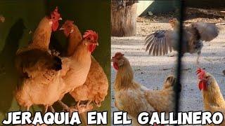 JERARQUÍA en el gallinero ¿Cómo funciona?